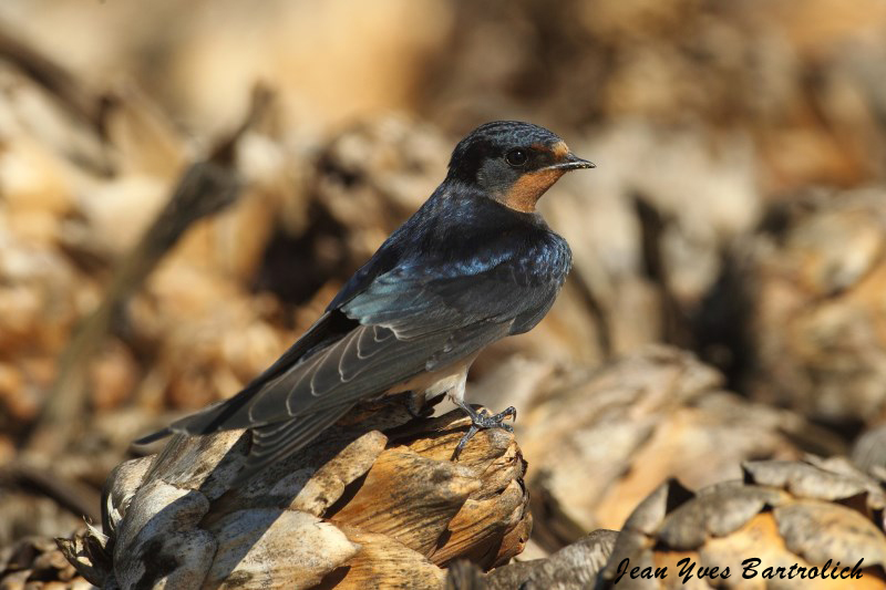 Hirondelle rustique.jpg